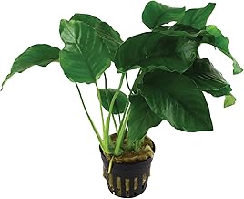 Broadleaf Spear Leaf - Anubias barteri var. barteri | Robust Aquarium Plant with Large, Dark Green Leaves in Pot | Ride-on Plant for Roots & Stones