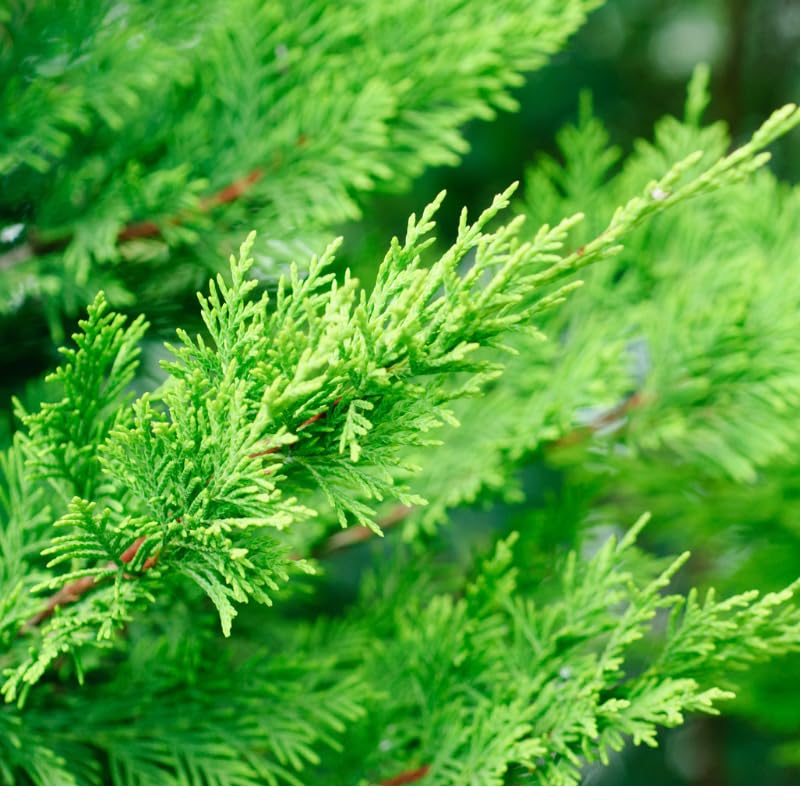 Cyprès de Leyland - Cupressocyparis leylandii 150/160cm 150 cm Pot 5L ? Conifère ? Croissance rapide ? Haie ? Soleil, Mi-ombre