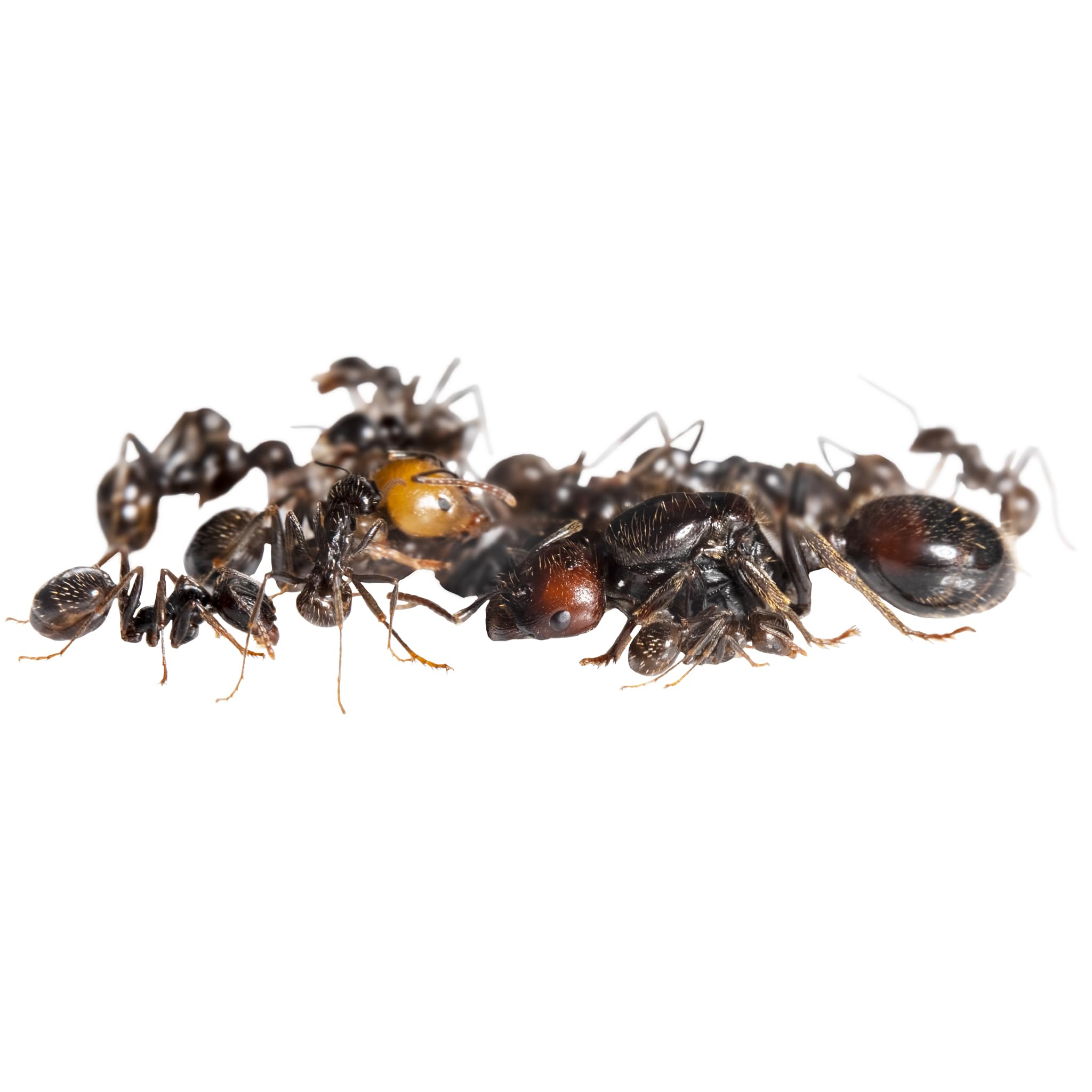 Starter-Set Messor Barbarus | Modularer Ameisenhaufen | inklusive Ameisen (matt-weiß)