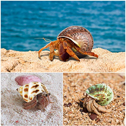 KATUMO Hermit Crab Shells, 9 Types Small Medium Natural Growth Turbo Seashells 0.6-2.5'' Various Opening Size for Hermit… - Image 7