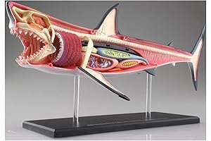 4D Shark Anatomy Model: Explore the Marine World!