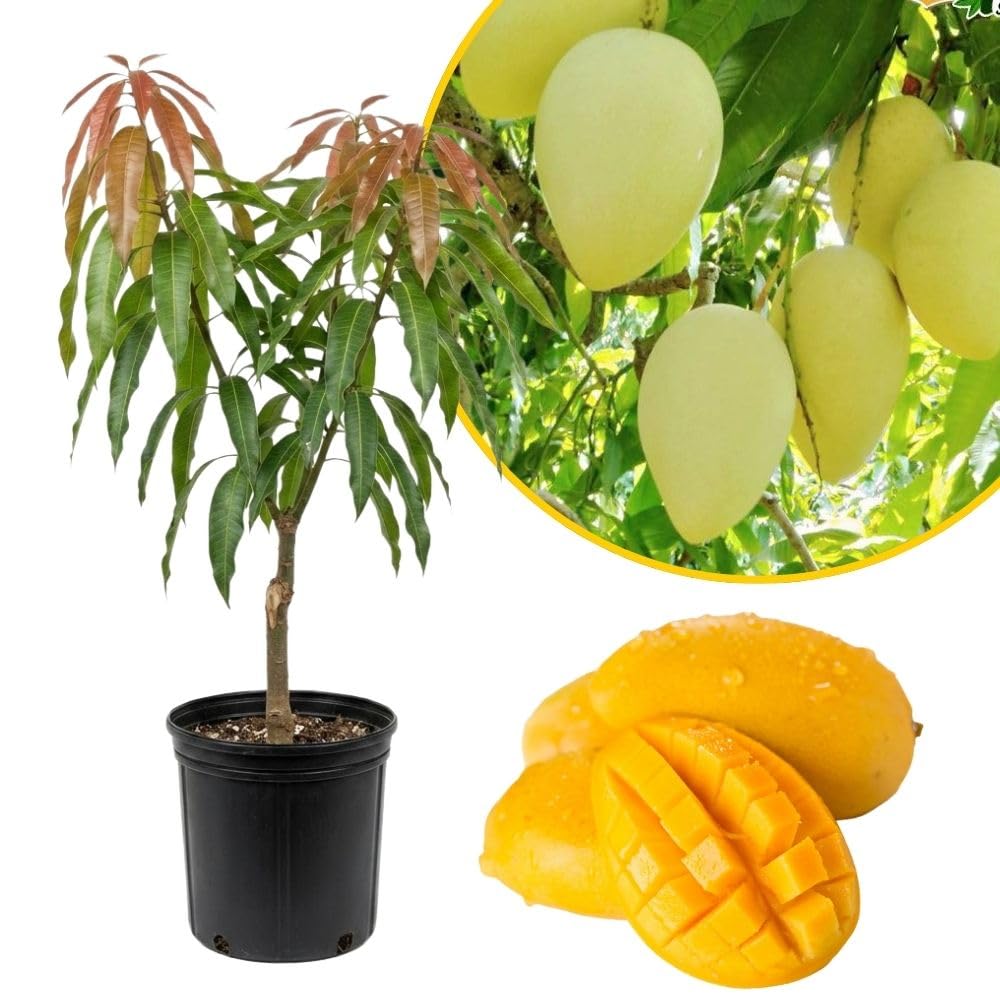Sweet Mango Live Plants 2-3 Feet Tall in 1 Gallon Pot, Mango Fruit Tree, Well-Rooted Tree for Garden Planting