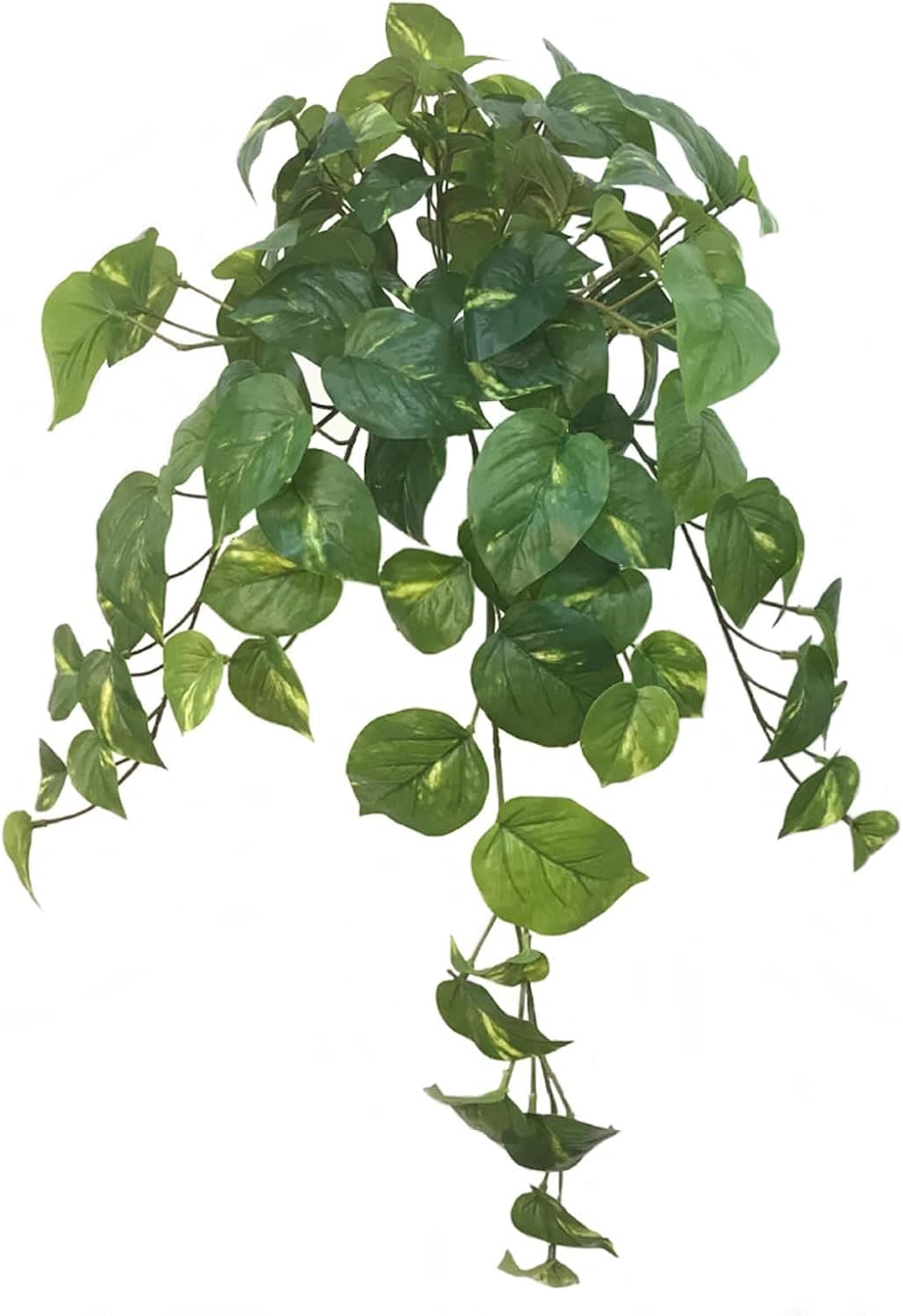 Ashland Hanging Philo Bush, 12 Pack