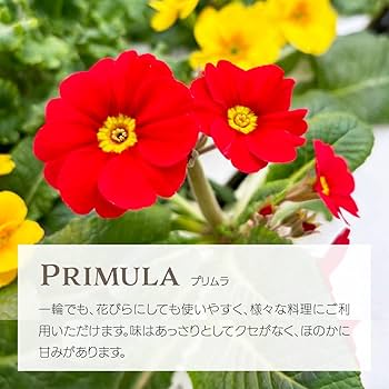 Amazon.co.jp: 【暖色系詰め合わせ】エディブルフラワー・化学