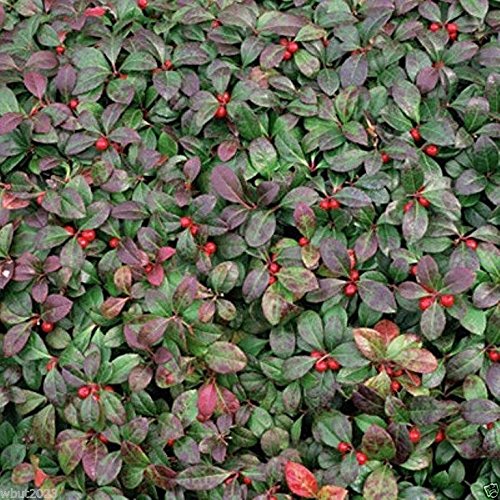 50 Seeds Wintergreen Seeds - Beautiful Ground Cover - Perennial - Gaultheria Procumbens !