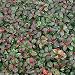 50 Seeds Wintergreen Seeds - Beautiful Ground Cover - Perennial - Gaultheria Procumbens !