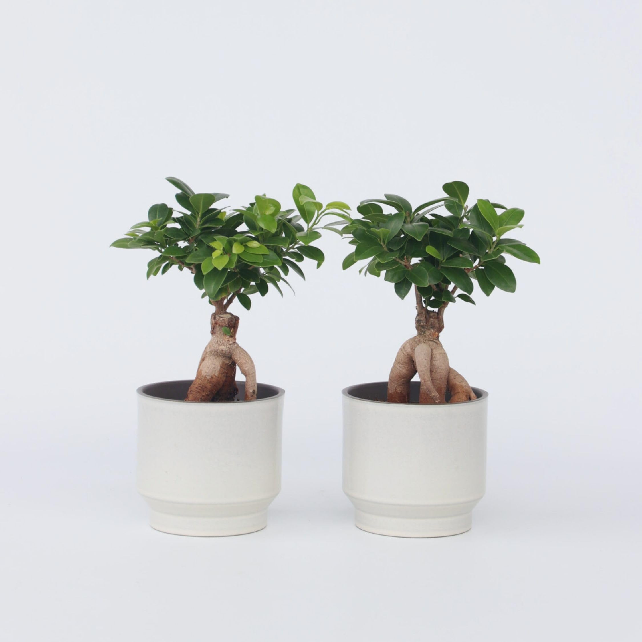Plant in a Box - Bonsai Ficus Ginseng - Set de 4 - Plantas de interior - Maceta 12cm - Altura 30-40cm