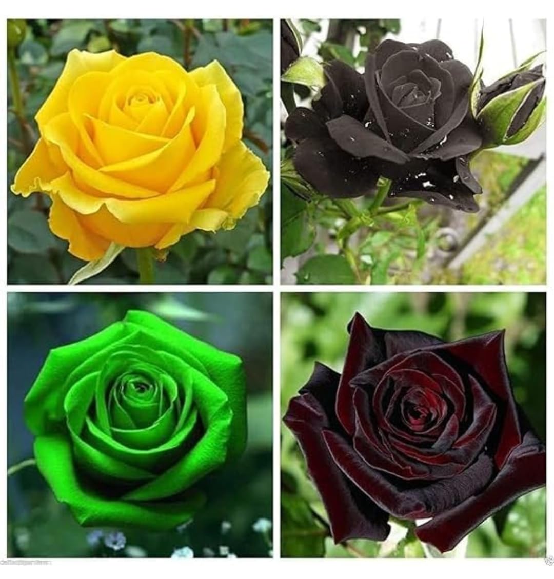 Rare Rose plant pack of 289, Multi-Color Garden Flowers Pack with Yellow, Black, Green Varieties, Live Garden Plants-image-13
