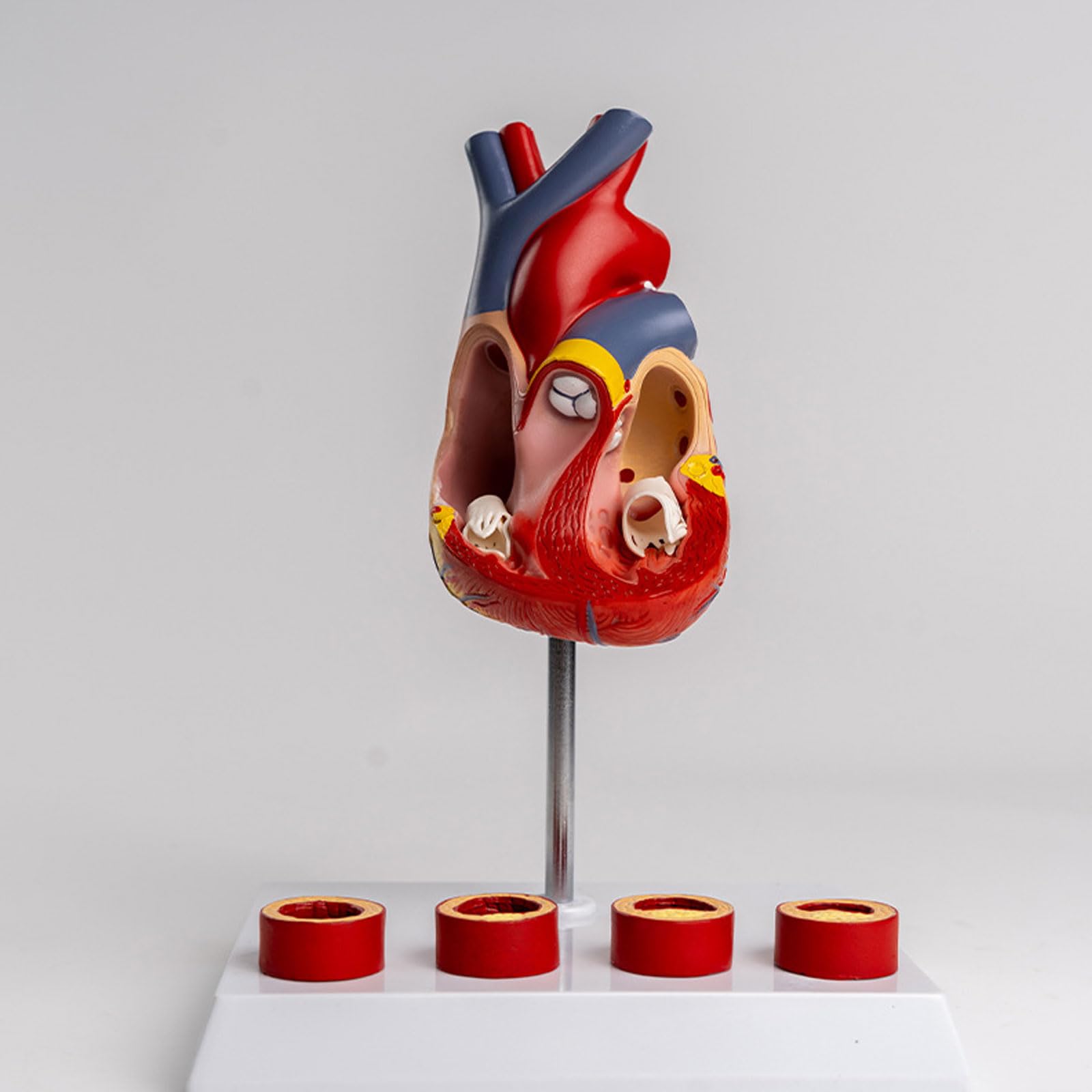 1:1 Ceinture Cardiaque Naturelle Modèle D'anatomie Vasculaire en 4 Étapes Simulation Médicale Matériel D'enseignement Anatomique Amovible