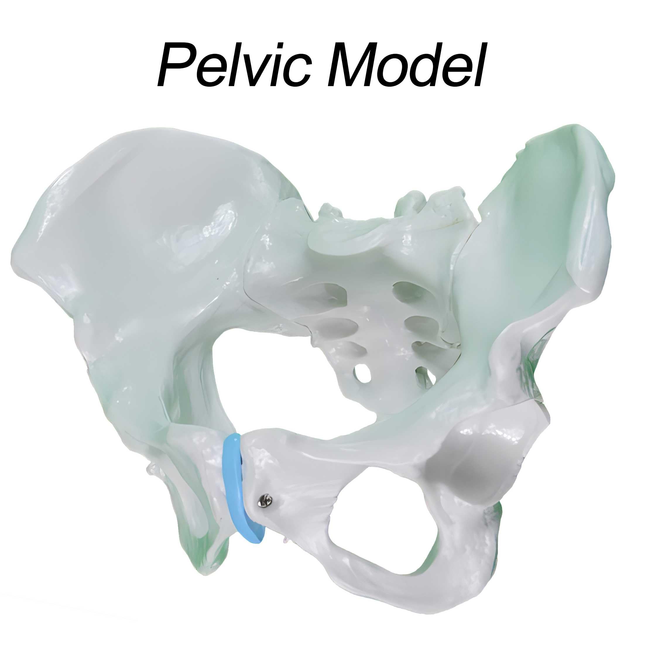 AMITD Modello di nascita per ostetriche con fondo pelvico e neonato per simulazione realistica