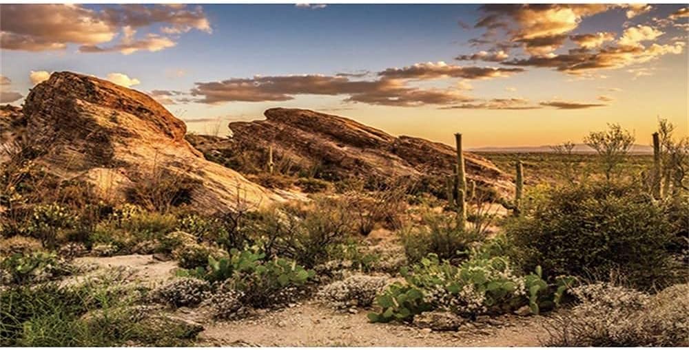 AWERT Reptile Habitat Background Blue Sky Oasis Cactus Sun and Desert Terrarium Background 30x12 inches Durable Polyester Background