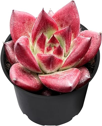 Miniatura 2 de Echeveria 'RedRoca', suculentas vivas de 2 pulgadas, totalmente enraizadas en macetas de cultivo, regalo único para recuerdo de boda, recuerdo de