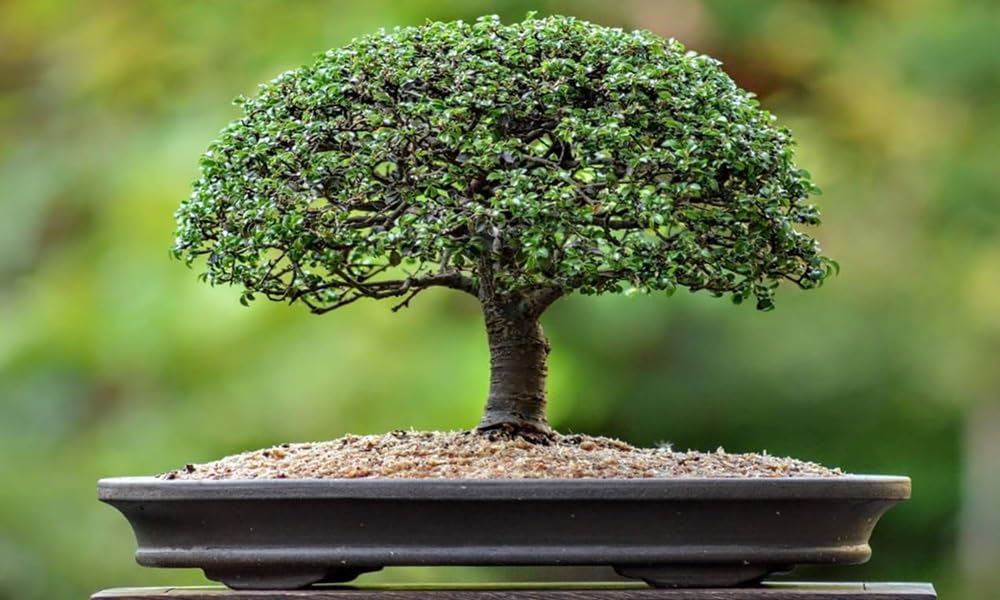 Sustrato Akadama (SSS_1-2mm) 14L. Ibaraki Triple Línea. Procedente de Japón específico para su uso en el cultivo de bonsáis