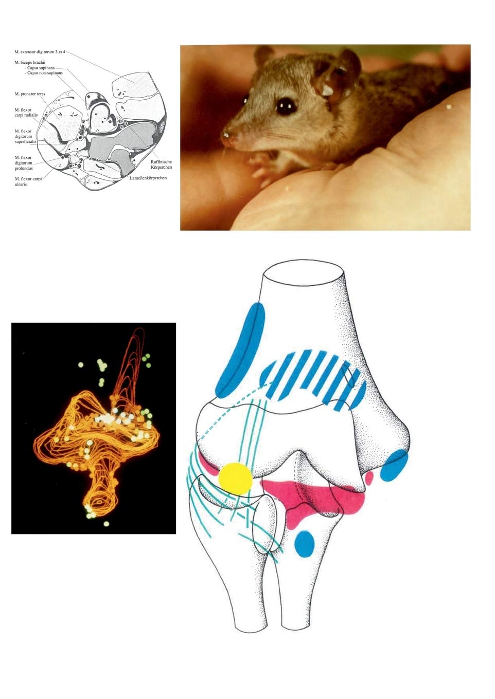 Verteilungsprinzipien von Gelenkrezeptoren entwickelt am Tiermodell Monodelphis domestica (German Edition)