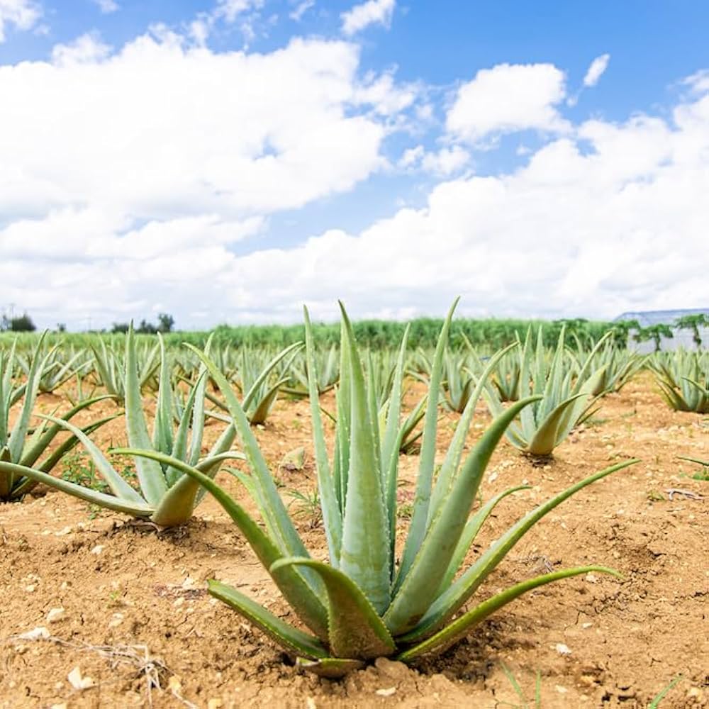 アロエベラ 抜き苗 2つ 0b6440cb48bc855a641cc7ff41454d