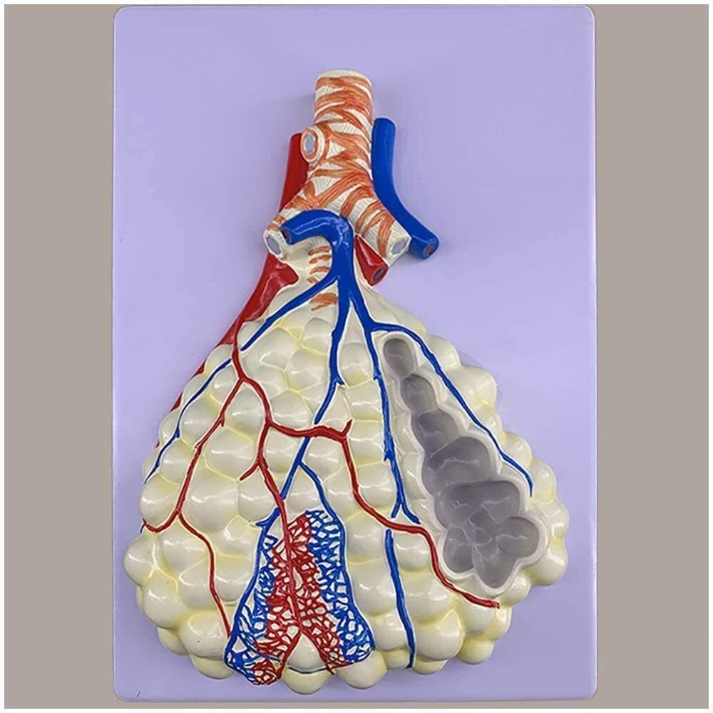 Anatomiczny model układu ludzkiego, płatowy model medyczny z materiału PVC pęcherzykowego, narządu, anatomii człowieka