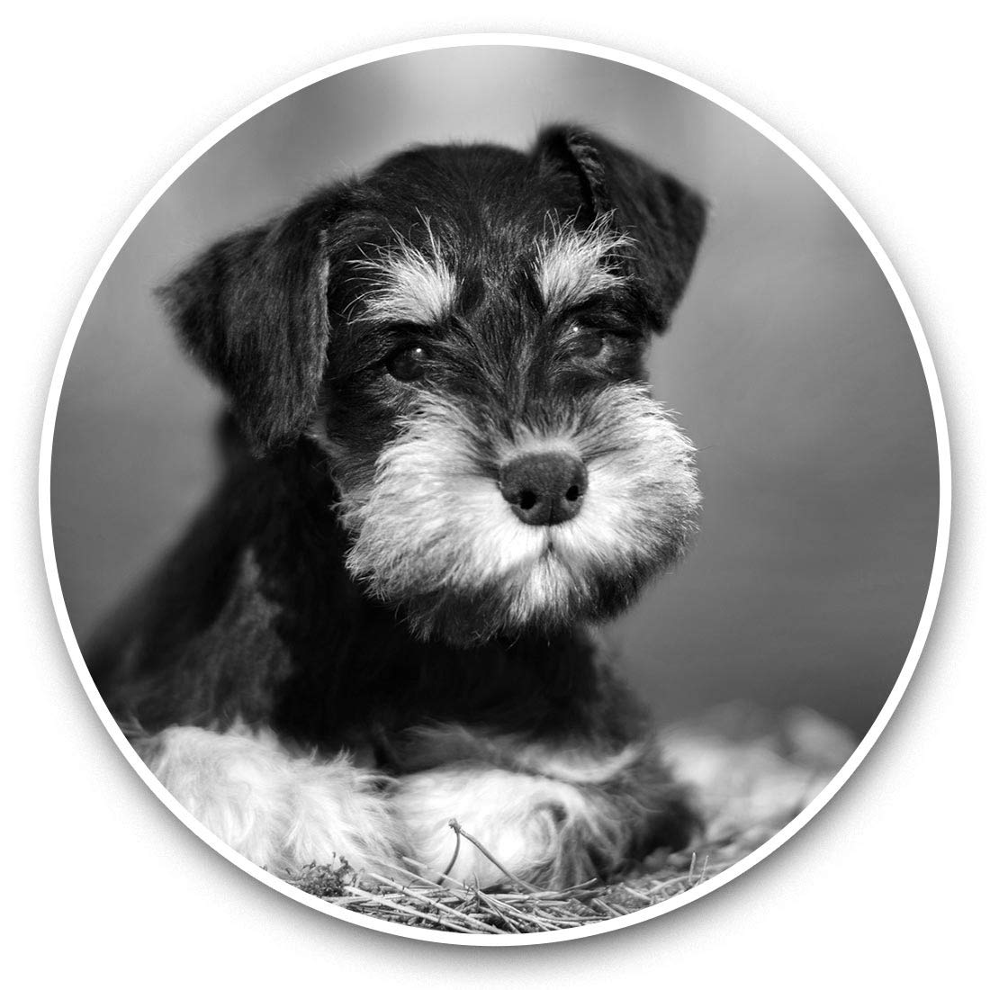 Destination Vinyl Ltd Bw Miniature Schnauzer Dog Puppy 36467 2 X 7.5Cm Vinyl Stickers (Bw) - Miniature Schnauzer Dog Puppy 36467
