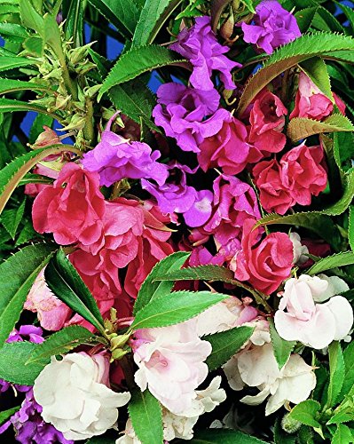 Krypton Impatiens balsamina Camelia Double Flower, 50 Seeds Pack by Go Green (B014V3ZNIK) Amazon Price History, Amazon Price Tracker