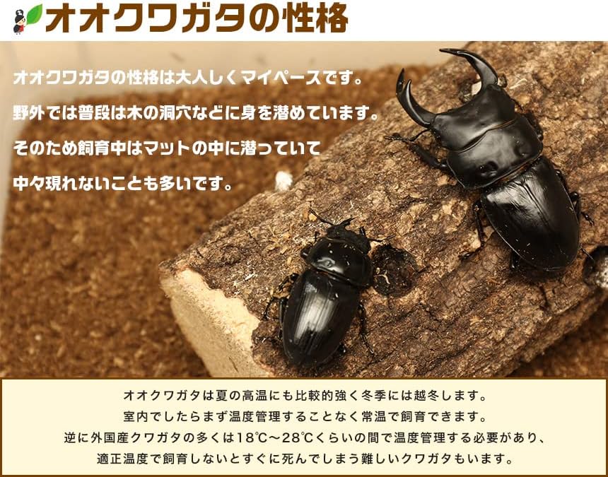 2023年モルガン銀貨 最高鑑定・初日】2023年 モルガンダラー 銀貨（NGC