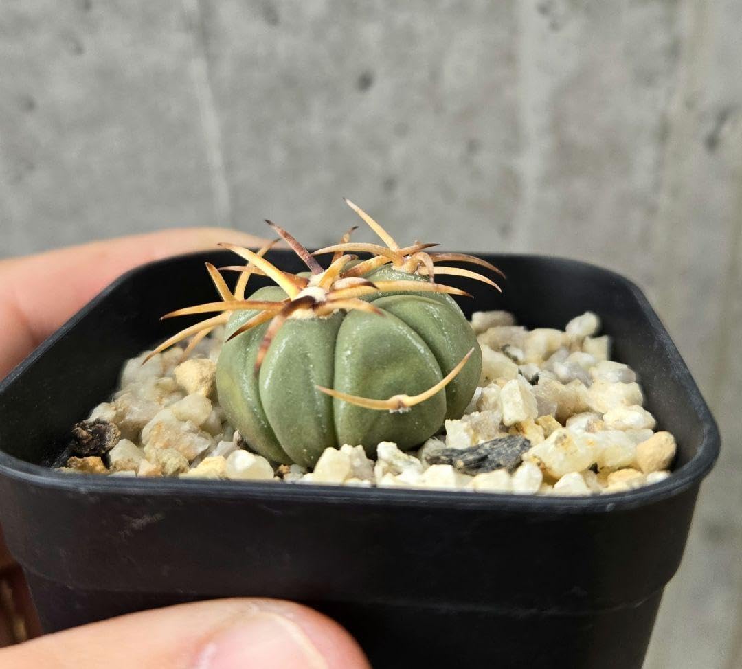 エキノカクタス 雷帝 実生 自根 鉢のまま発送 美株 エキノカクタス 雷