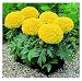 David's Garden Seeds Flower Marigold Giant Yellow D1884A (Yellow) 50 Open Pollinated Seeds
