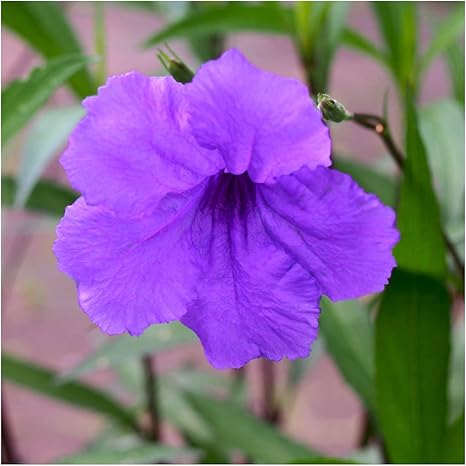 Amazon ルエリア パープルシャワー 9cmポット苗 花