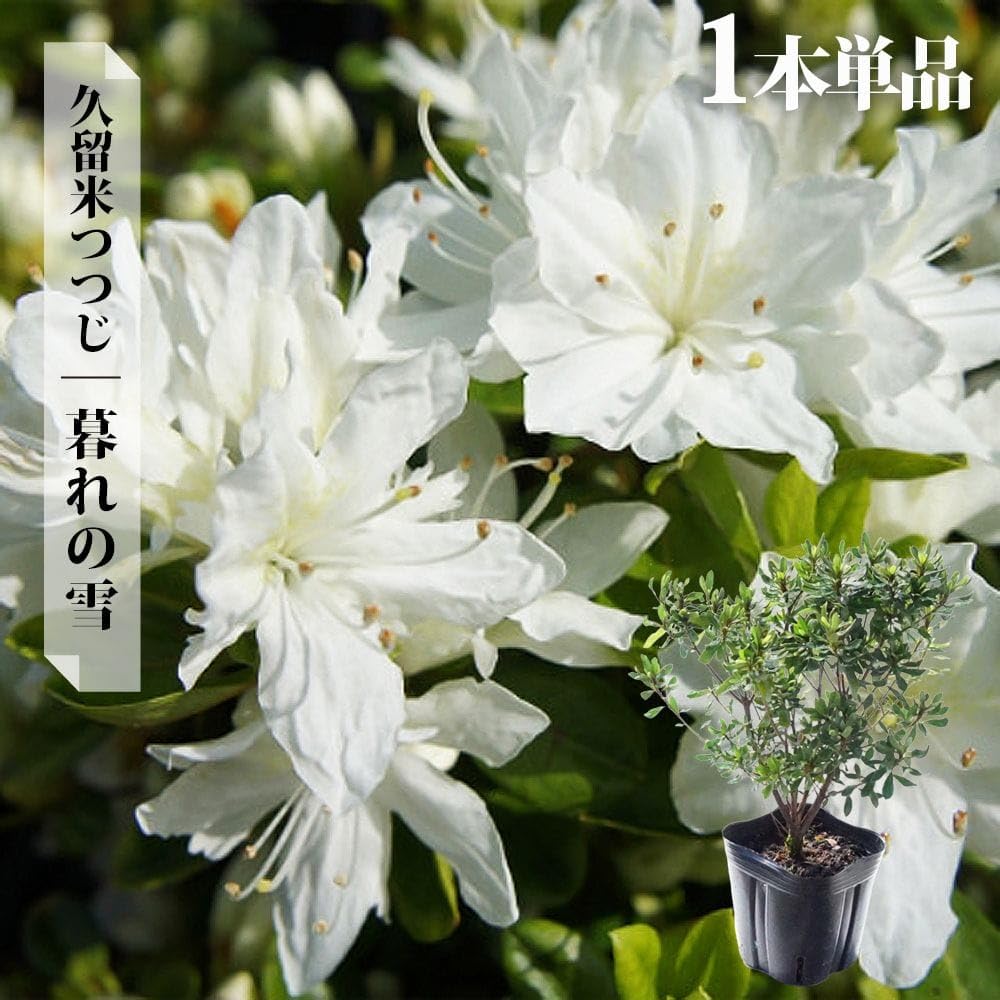 Amazon | ツツジ 久留米ツツジ 【 暮れの雪（クレノユキ） 】 4号