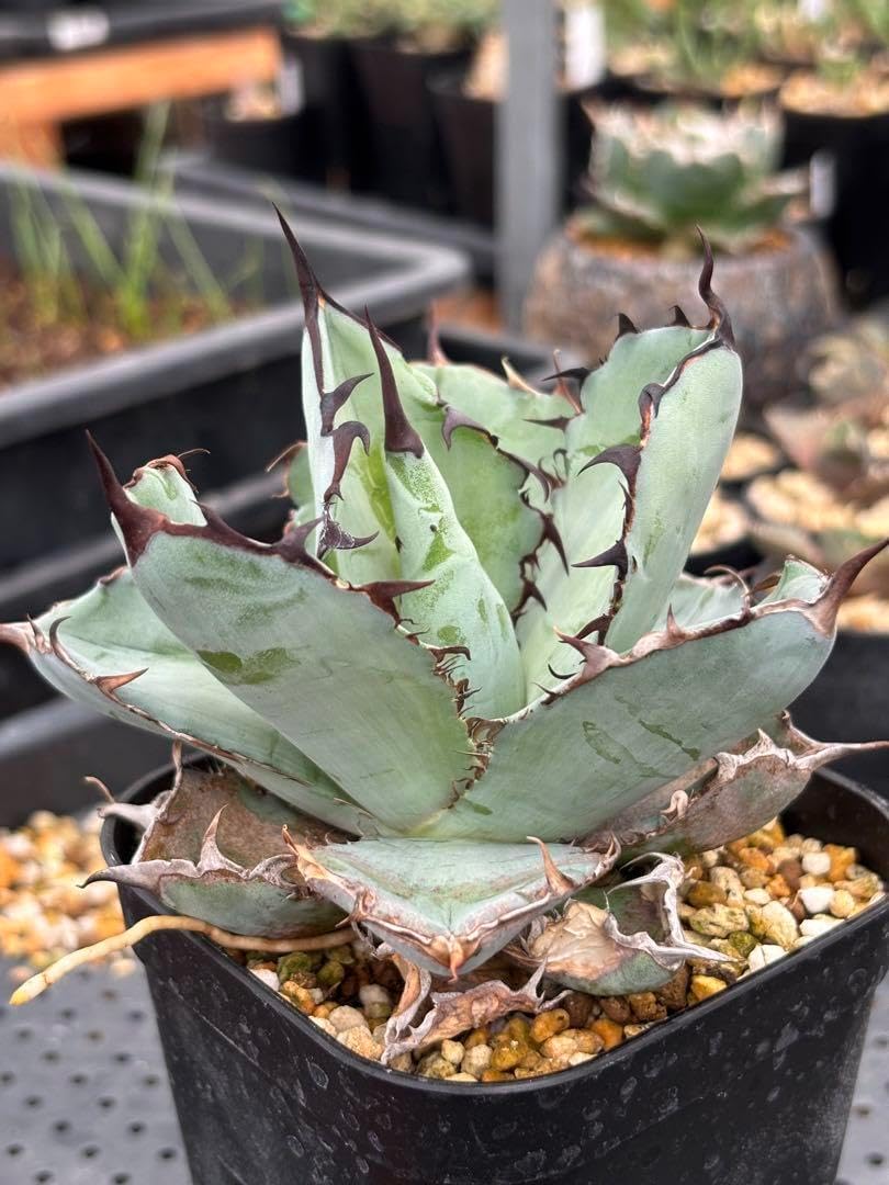 アガベ チタノタ ブラック&amp;ブルー BB ?? て購入値引き交渉受け付けます??