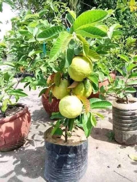 Taiwan Pink Guava Rare Dwarf Variety Grafted Live Plant Short Time Fruit Organic Hybrid Taiwan Pink Guava Fruit Live Plant (Hight 1.5-2 FT Color: pink) (B0D3ZCYL3Z) Amazon Price History, Amazon Price Tracker
