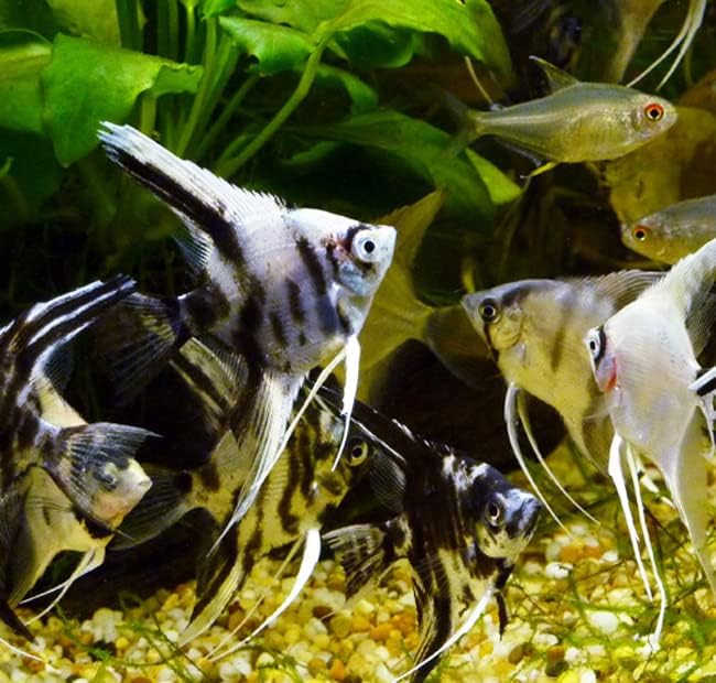 Assorted Angelfish Juveniles (Pack of 3 Fish) - Live Fish for Aquarium Exotic Freshwater Live Fish, Live Aquarium Fish,Live Freshwater Fish Freshwater Fish Live Buy Live Fish