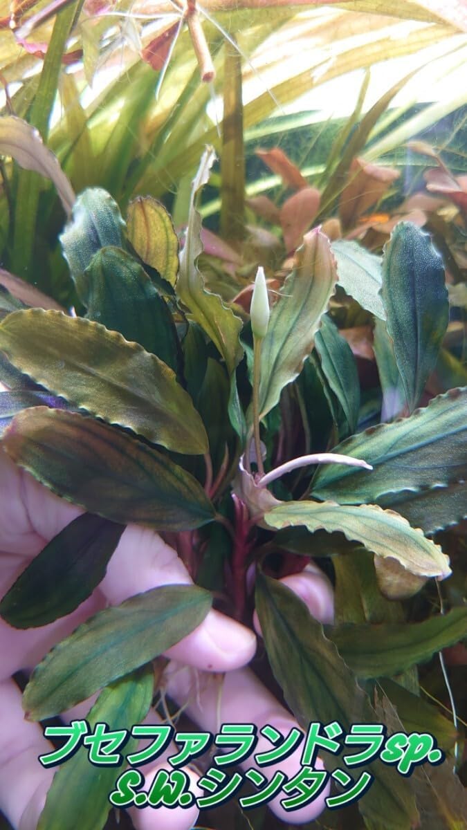 ブセファランドラ S.W.シンタン 水中葉 2株