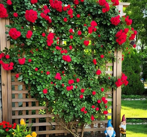 EARTH HOPPER® Climbing Rose Flower Seeds | Rose Seeds for Home Gardening| Easy to Grow for Balcony, Terrace & Garden Trellis hand-selected seeds with 85–90% germination. (15 SEEDS) - Image 5 thumbnail