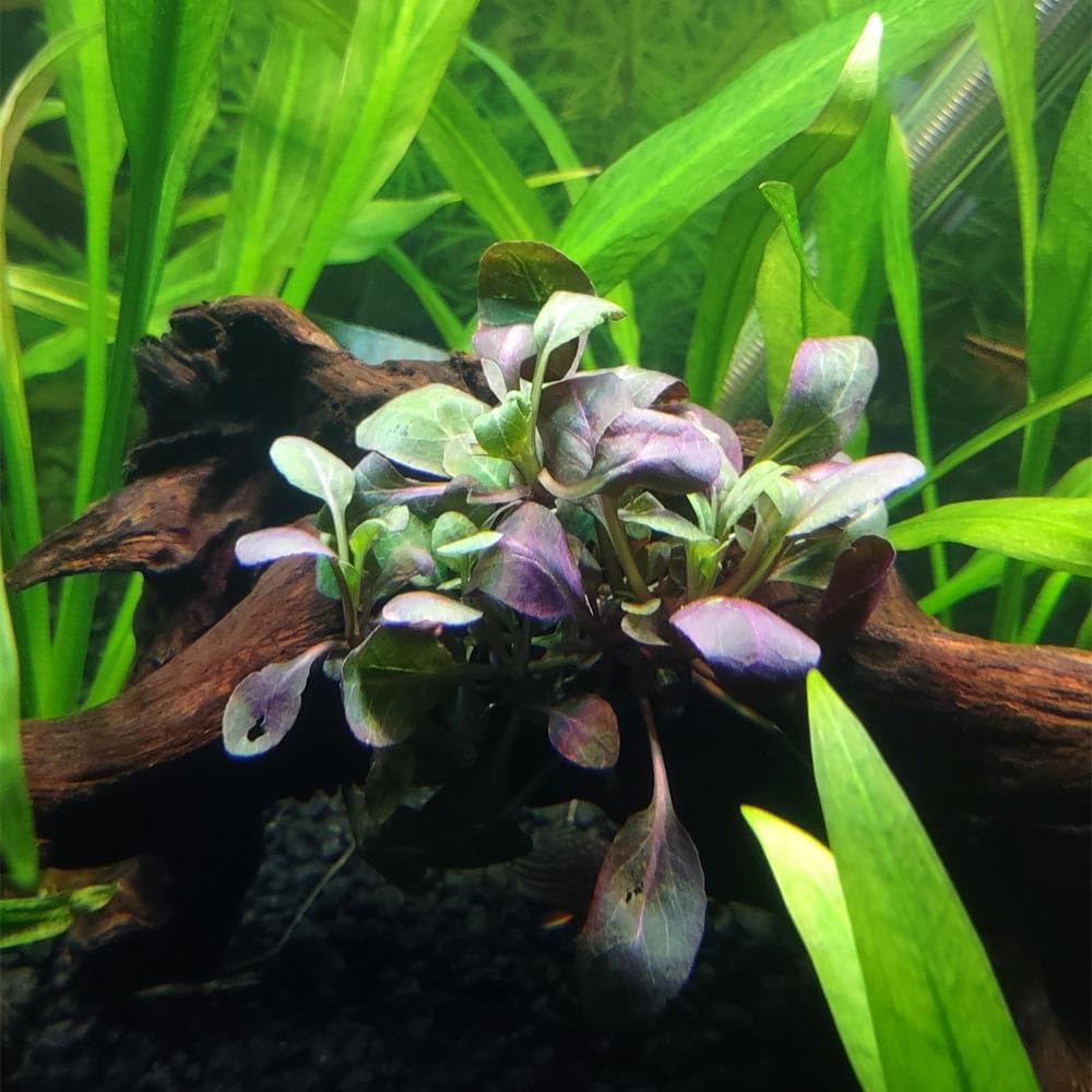 Lobelia Cardinalis – Pianta Viva per Acquario Facile – Ideale per Neofiti – Crescita Rapida, Foglie Rosso-Verdastre