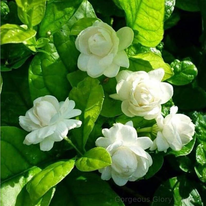 See full amazon price history chart for Gorgeous Glory Garden Live White Mogra Live Plant White Jasmine Flower Outdoor Plant Arabian Jasmine Mogra Fragrant Flower Plant for Home Balcony and Garden with Black Pot Gorgeous Glory Garden Live White Mogra Live Plant White Jasmine Flower Outdoor Plant Arabian Jasmine Mogra Fragrant Flower Plant for Home Balcony and Garden with Black Pot (B0D4JBJ4GD) Amazon Price History, Amazon Price Tracker