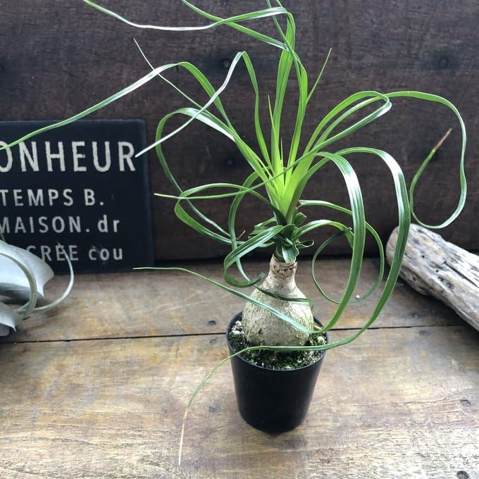 Amazon｜ポニーテール トックリラン ノリナ 観葉植物 おしゃれ