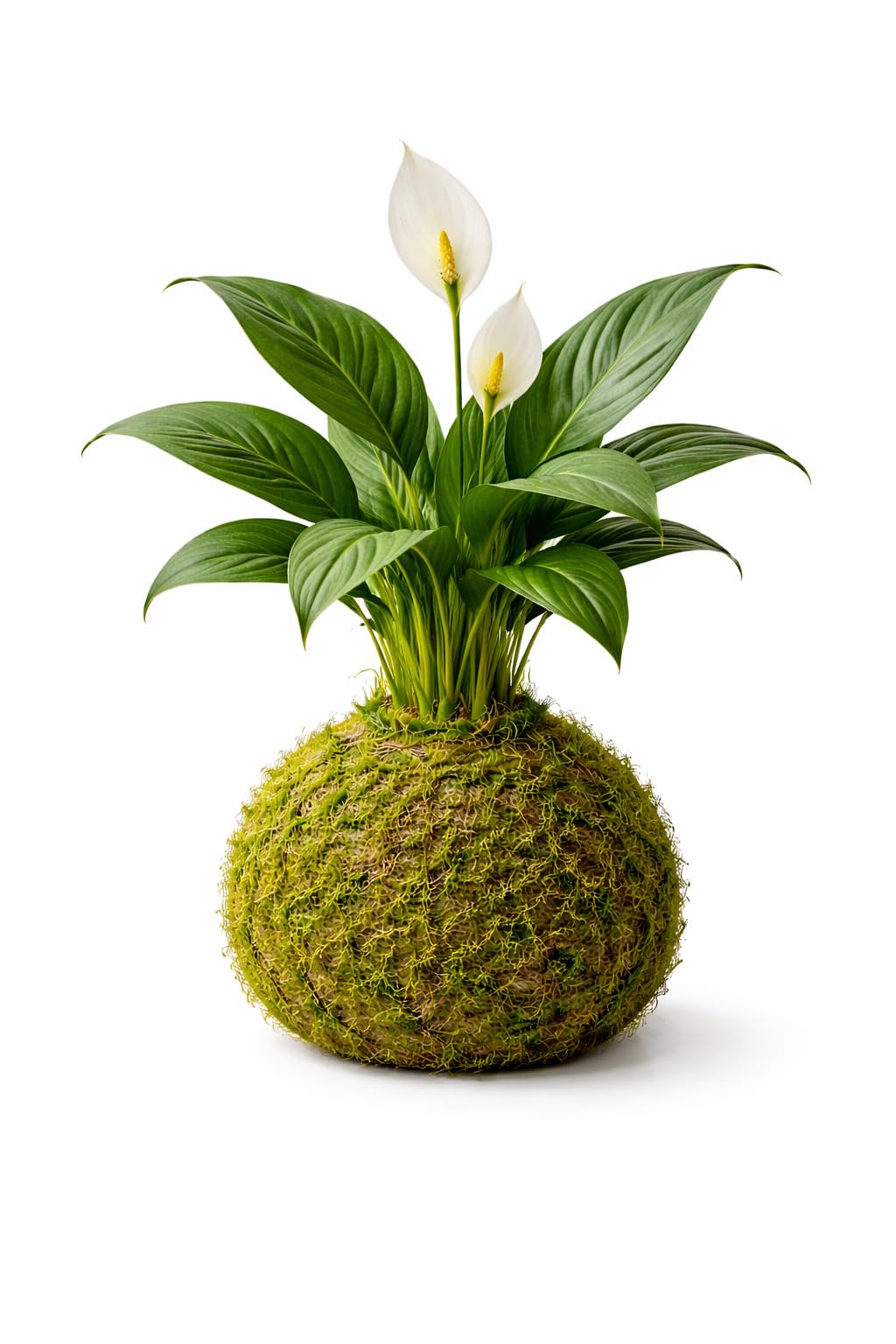Kokedama de Lirio de la Paz | Planta Viva Natural | Espatifilo en Musgo para Interior DECOALIVE