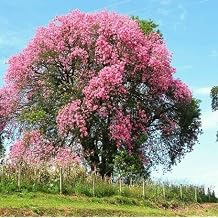 35pcs Pink Ceiba speciosa Tree Seeds