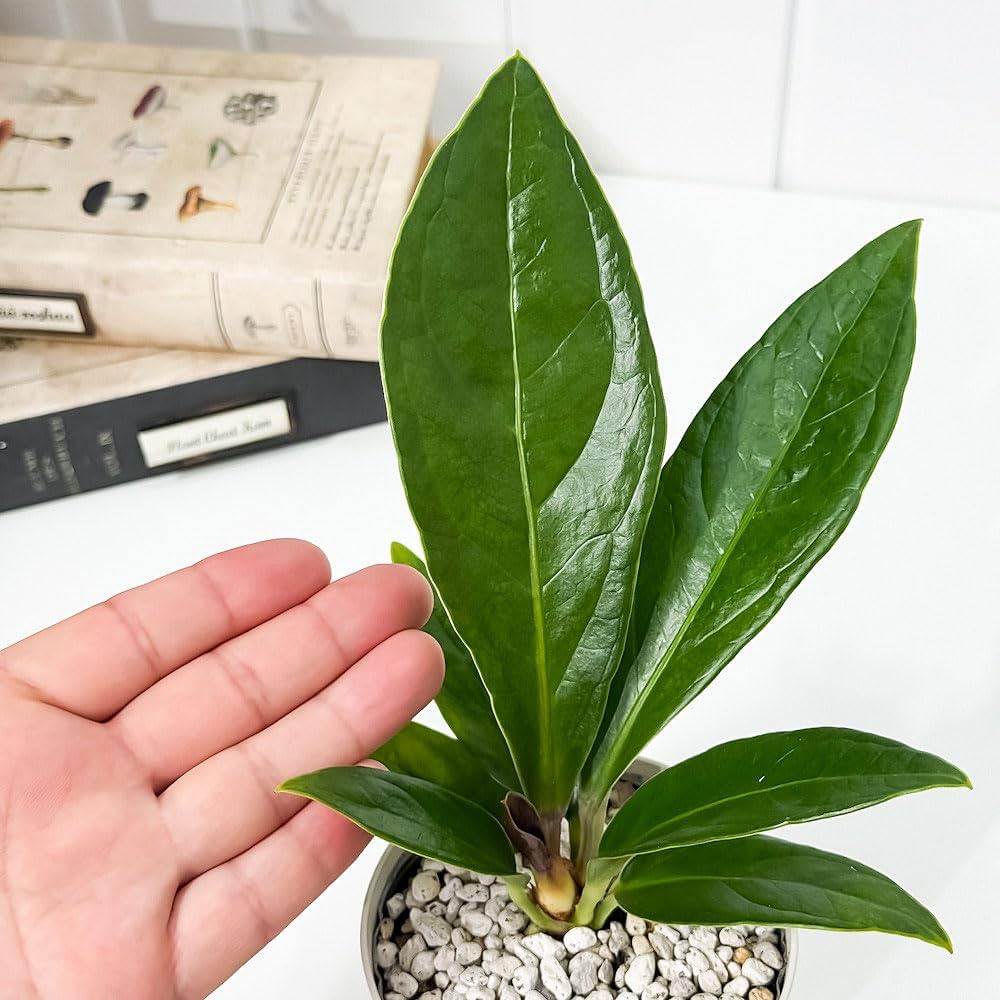 119 plowmanii プロウマニー　アンスリウム　Anthurium Amazon｜PLANCHU 観葉植物 アンスリウム プロウマニー 3.5号鉢 受け皿