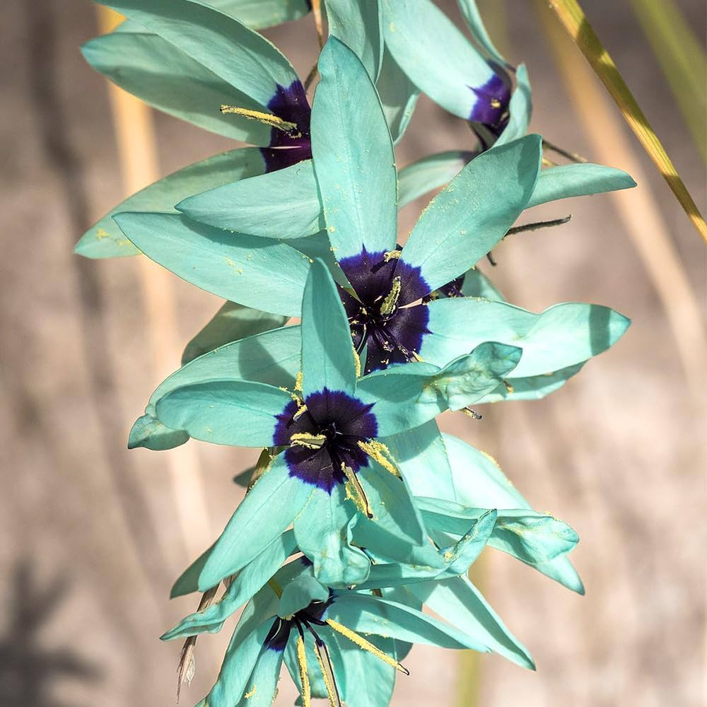 癒しの水彩929 エッサイの根株 癒しの水彩929 エッサイの根株 癒しの水彩929 エッサイの根株