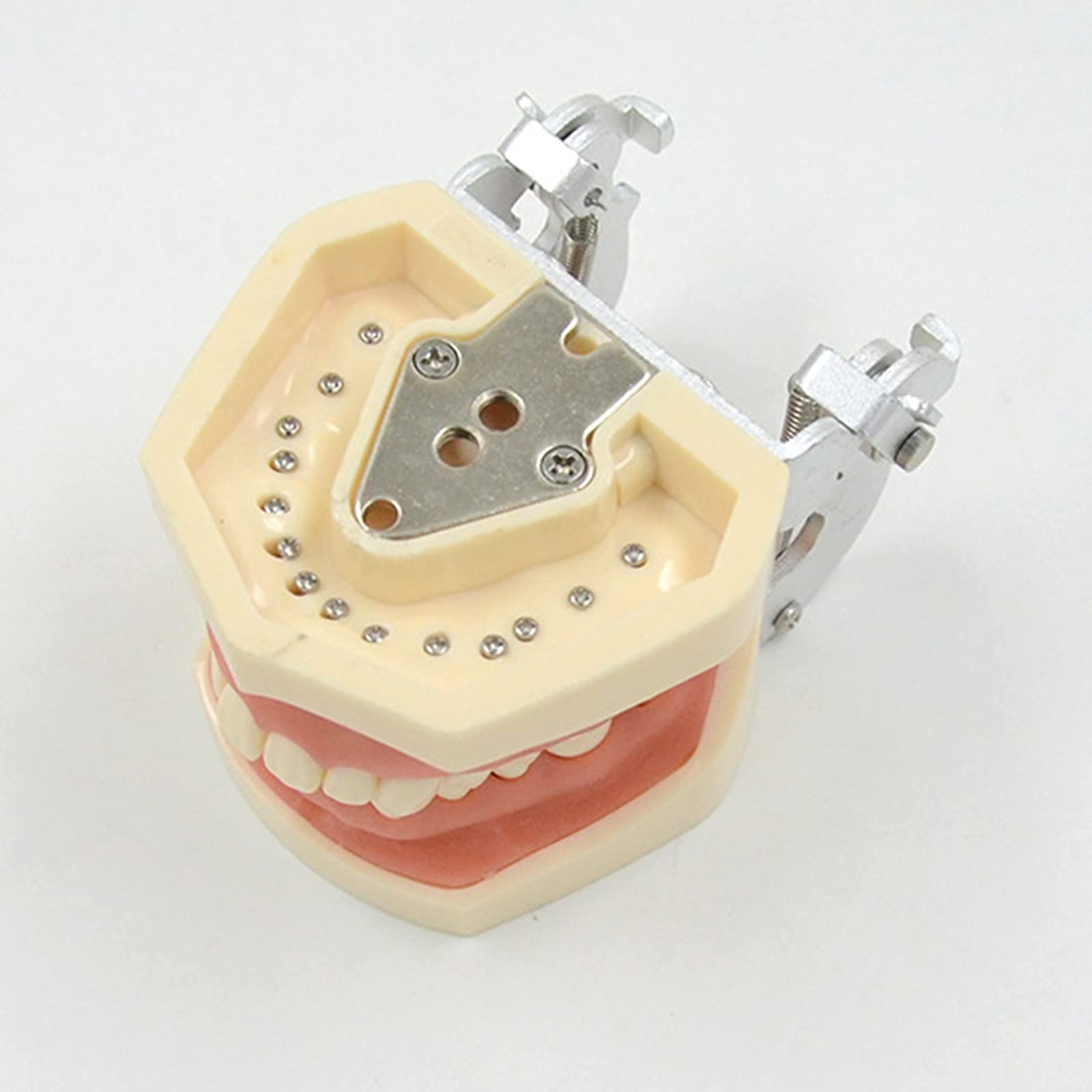 Modello di Denti Standard Dentali, 28 Denti con Istruzione dei Denti Inferiori Rimovibili, Modello di Insegnamento di Cura Dentale per Bambini, Modello di Dimostrazione Standard Adulto