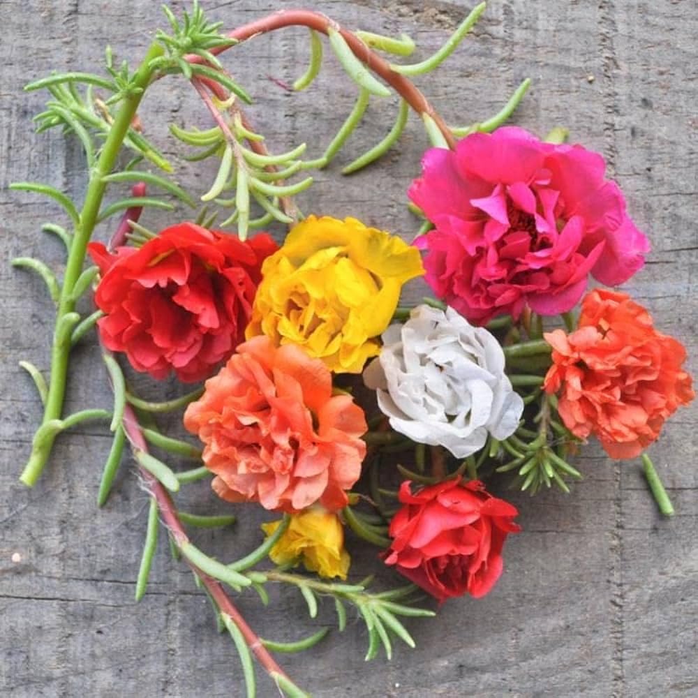 Portulaca double flower plant live multicolour,Portulaca double flower plant live multicolour,2 Cuttings Different Color (B0CTQ7VSLS) Amazon Price History, Amazon Price Tracker