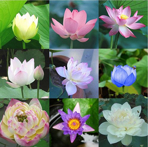 Creative Farmer Flower Seeds : Organic Lotus Flower Seeds Mixed Varieties Flower Seeds Farm Seeds 15 Seeds- Plants Seeds For Home India Garden [Home Garden Seeds Eco Pack] Plant Seeds (B078RH5V88) Amazon Price History, Amazon Price Tracker