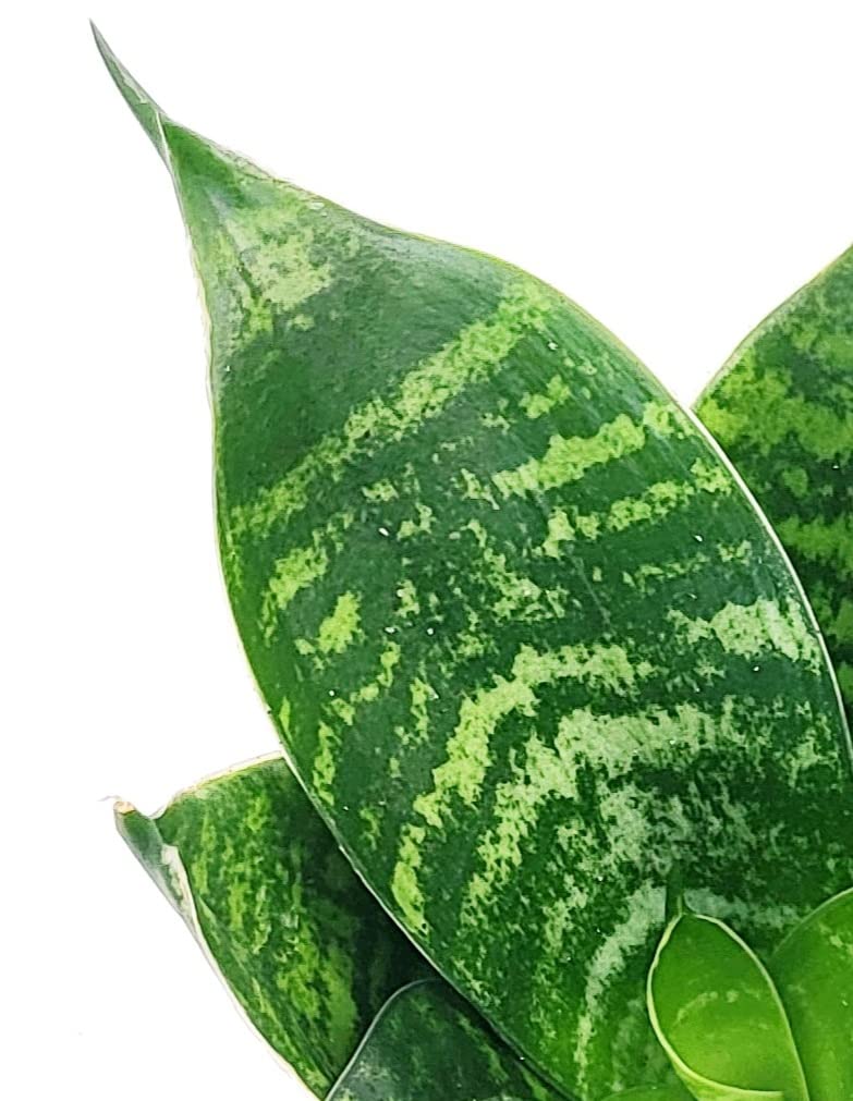POWERS TO FLOWERS - SANSEVERIA MINI POKER, VASO 6CM DIAMETRO, Piante vere