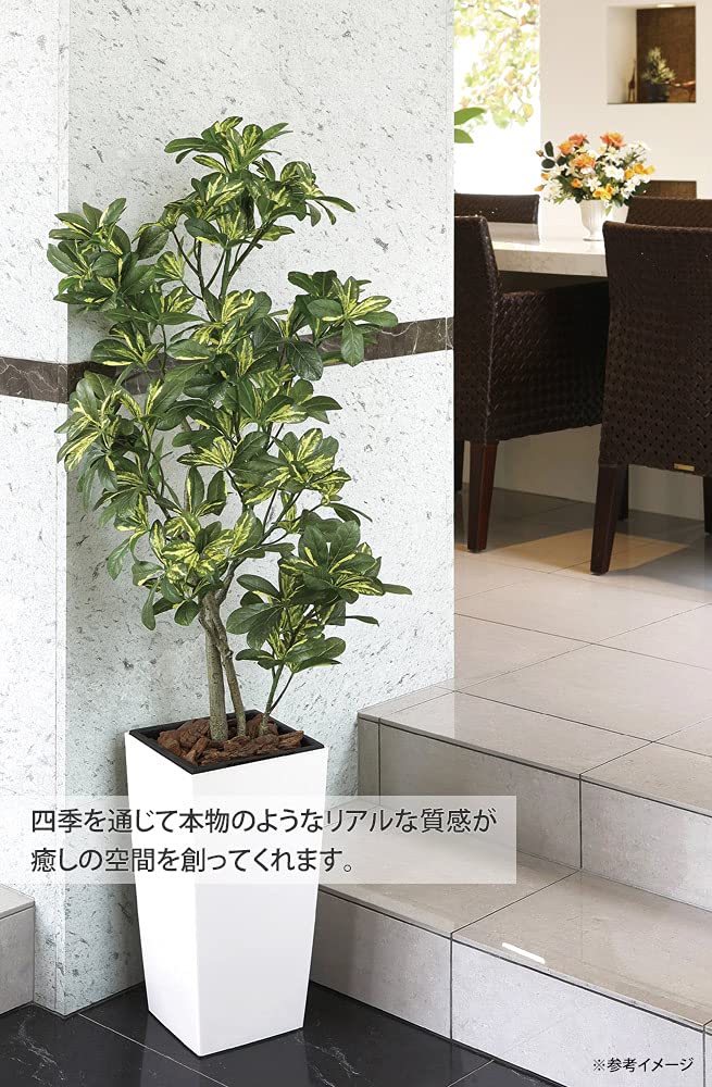 Amazon｜光触媒観葉植物 シェフレラ1.15〔フロアタイプ〕 インテリア