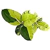 Product Photo 2