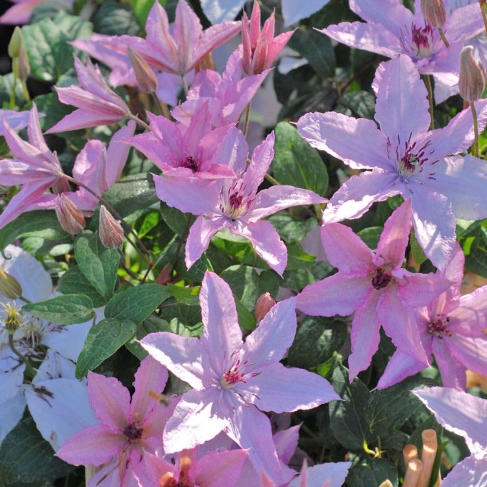 Clematis 'Hagley Hybrid' - Old Man's Beard Hardy Shrub - Versatile Late Flowering Clematis for Small Gardens - Pink-Mauve Flowers – 2X 3 Litre Potted Plant by Thompson & Morgan