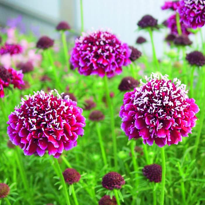 Scabious/Scabiosa Columbaria Barroca Pack x6 Plug Plants