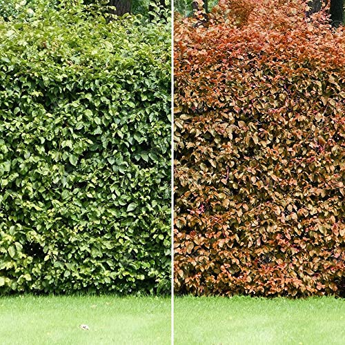 Haie de hêtre vert (Fagus Sylvatica) - Élégante haie caduque pour l'intimité, résistante et tolérante à l'ombre, parfaite pour l'aménagement paysager du jardin.
