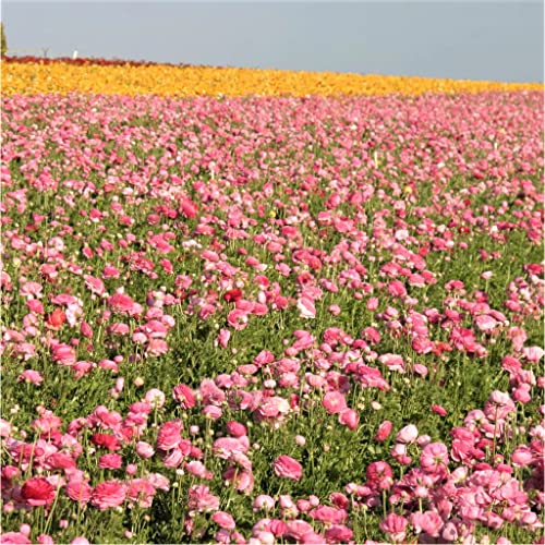 25 Pink Ranunculus Bulbs for Planting - Buttercup Flower Bulb Value Bag - Plant in Gardens, Containers & Flowerbeds - Easy to Grow Fall Perennial Flowers Bulbs by Willard & May