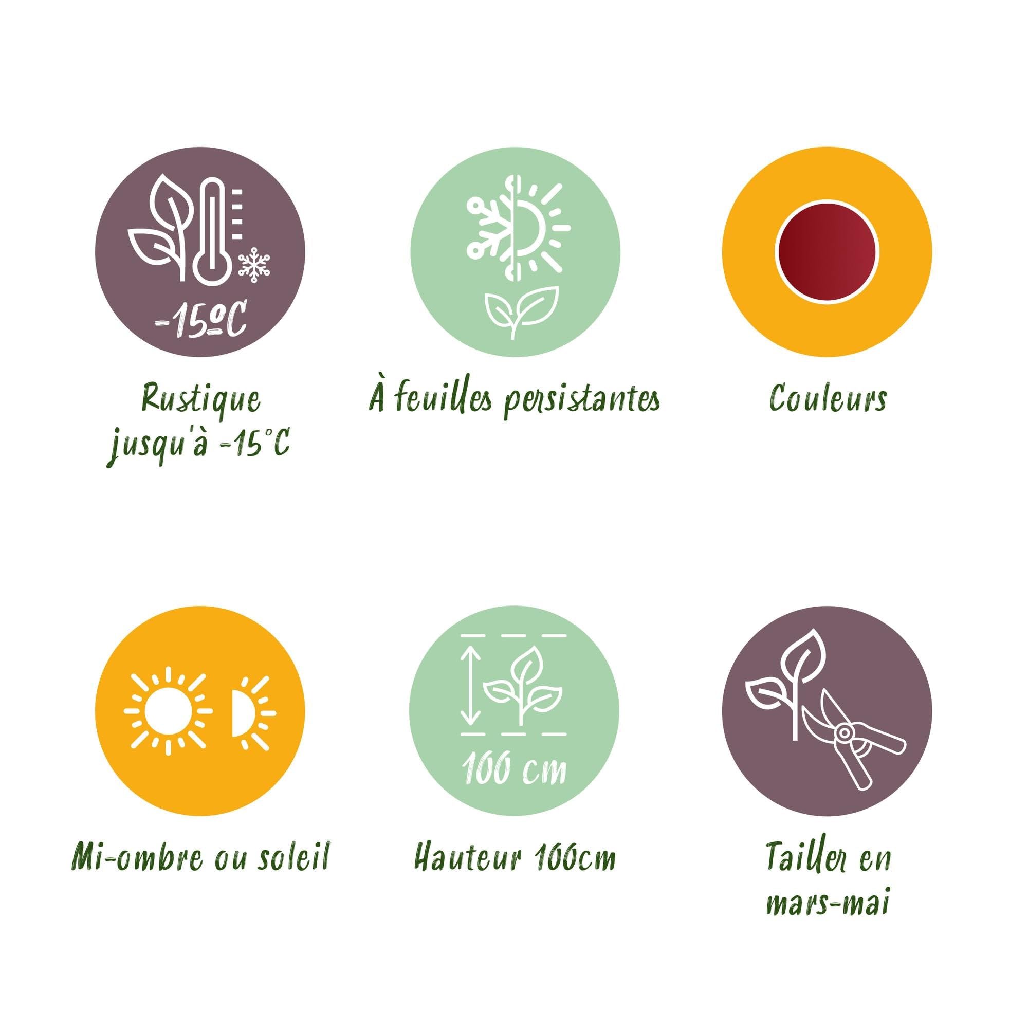 GreenboutiQ - Plante de jardin - Leucothoe Curly Red - Rouge - 2 Plantes - Persistant - Peu d'entretien - Pot 17cm Hauteur 35-45cm